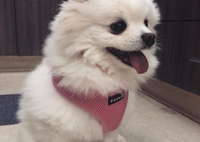 white colored happy dog