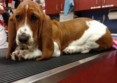 dog sitting on table