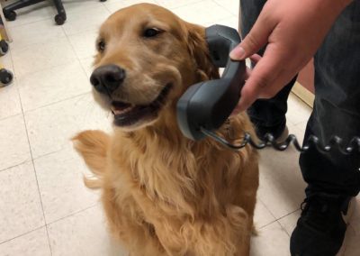 dog on phone