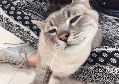 A cat on lap
