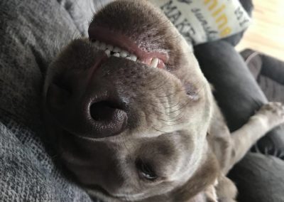 a dog lying on sofa