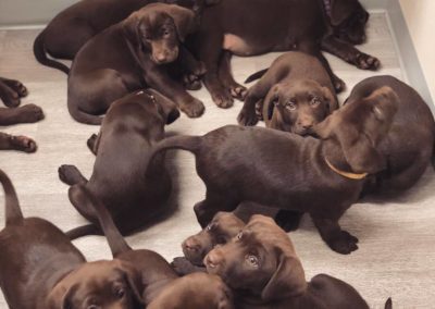 many dog's puppies