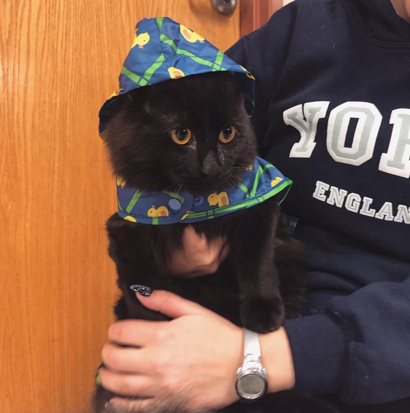 black cat with someone