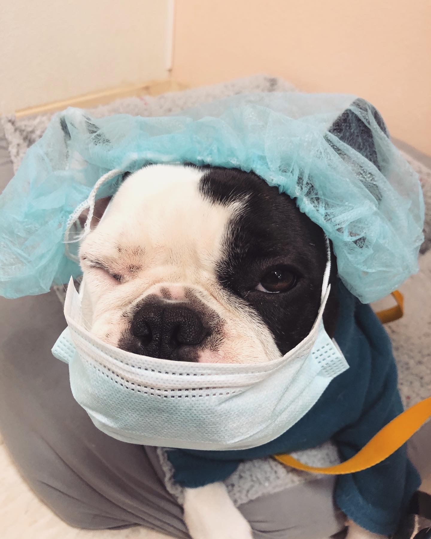 dog with mask