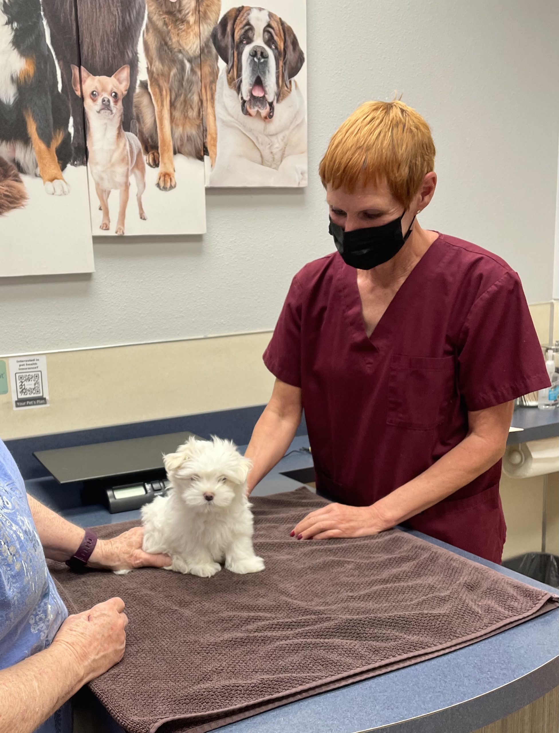 Puppy Exam scaled