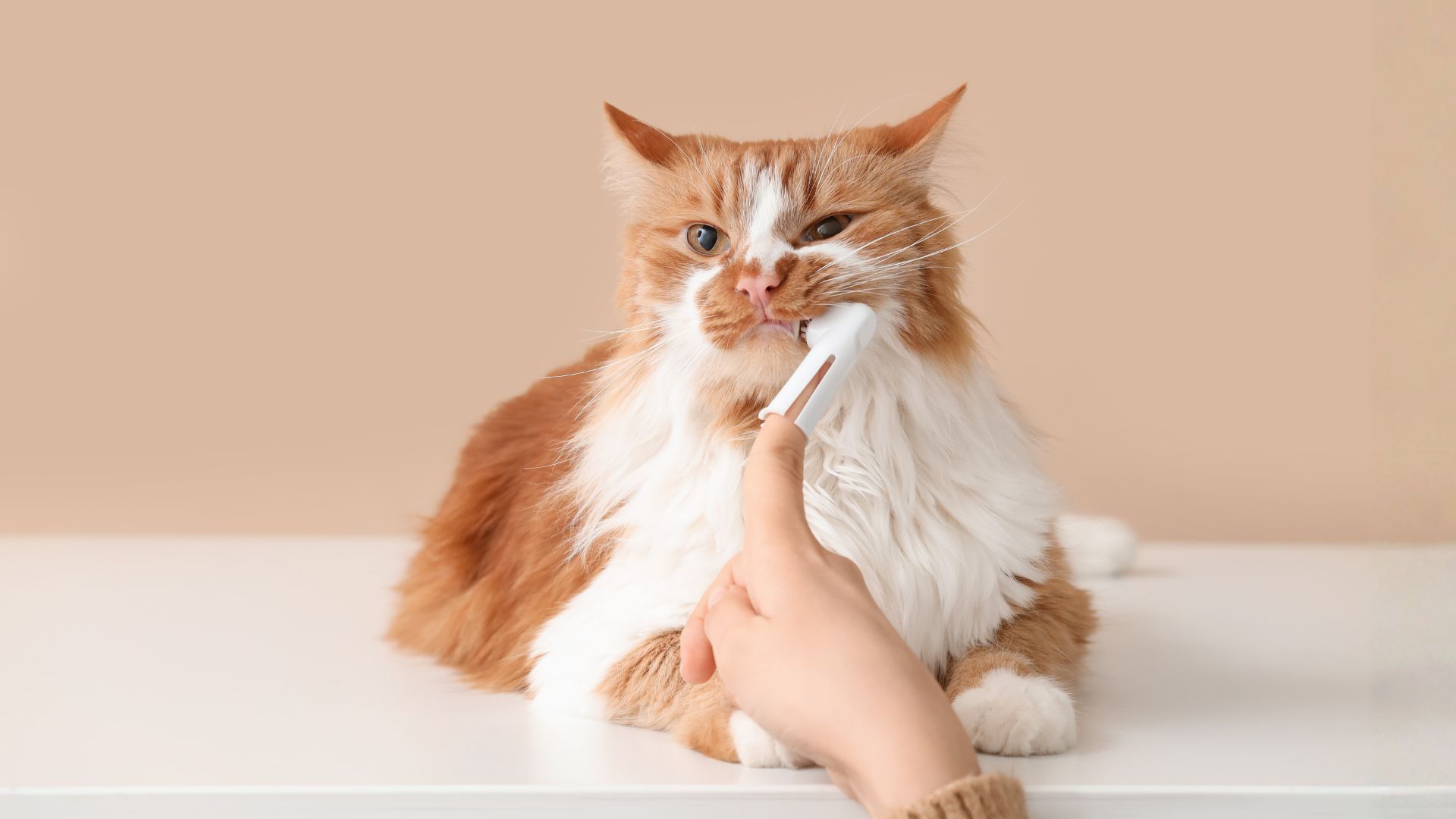 Orange and white cat having teeth brushed