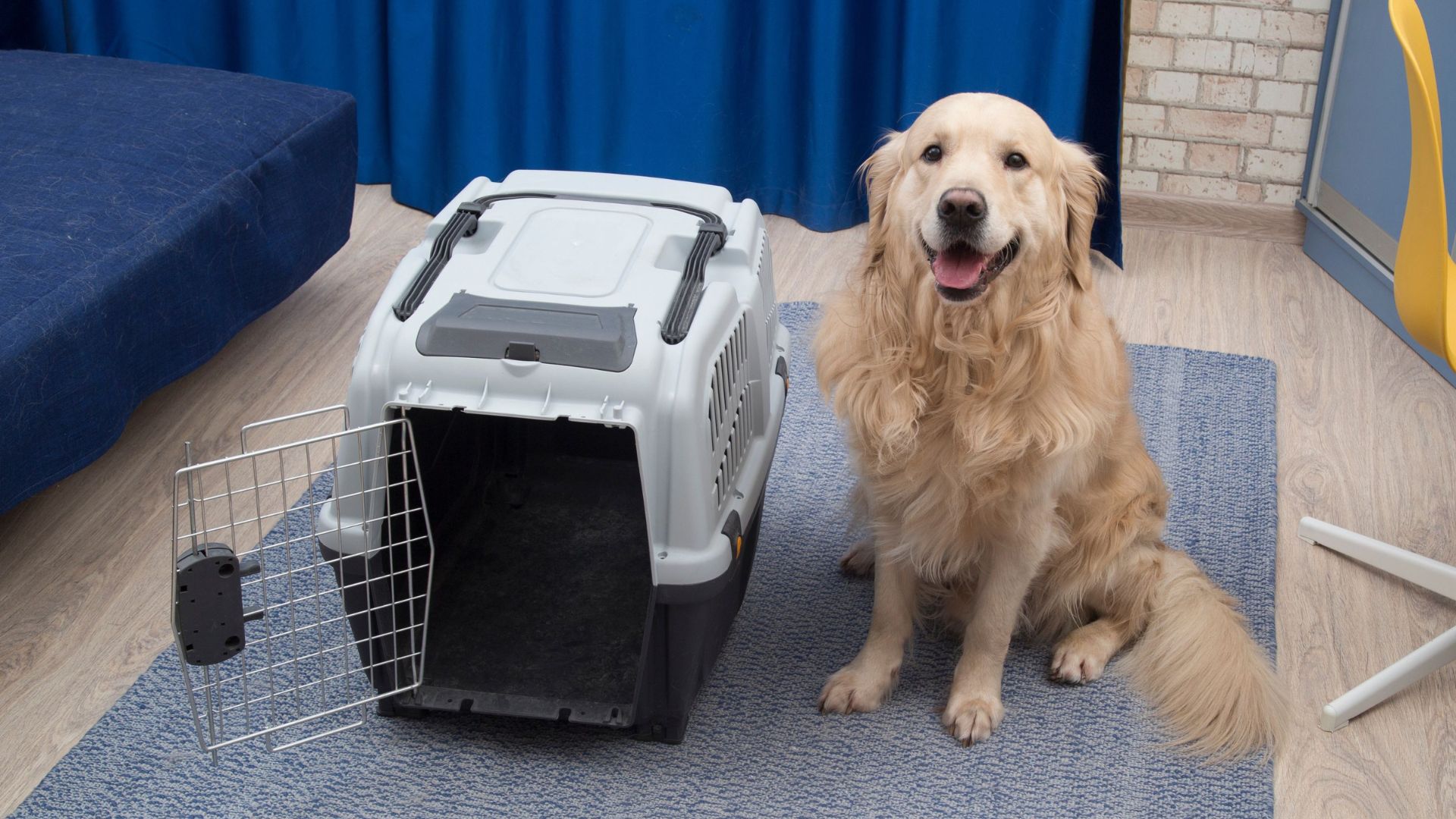 Golden Retriever sitting next to a pet carrier