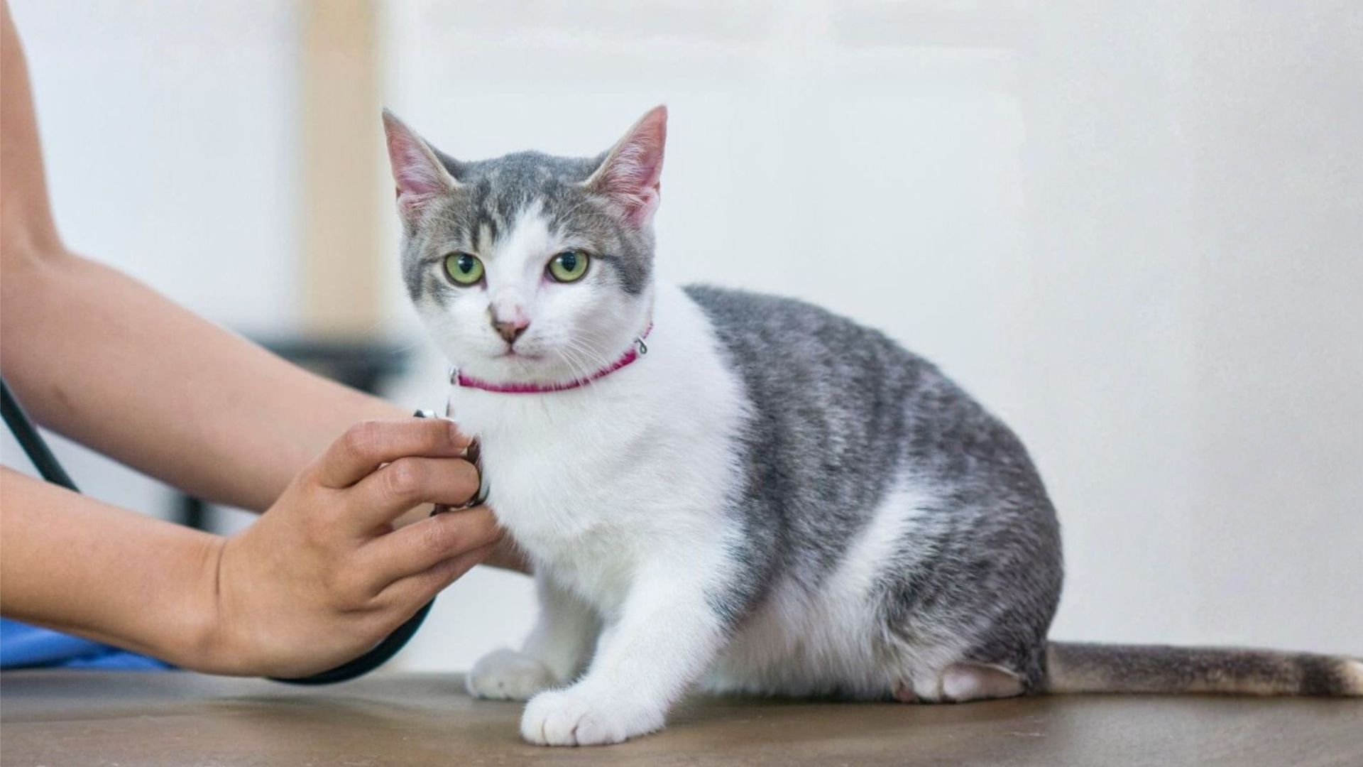 Veterinarian examining a cat with a stethoscope