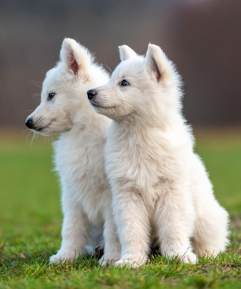 Two fluffy white Shepherd puppies sitting in a green field
