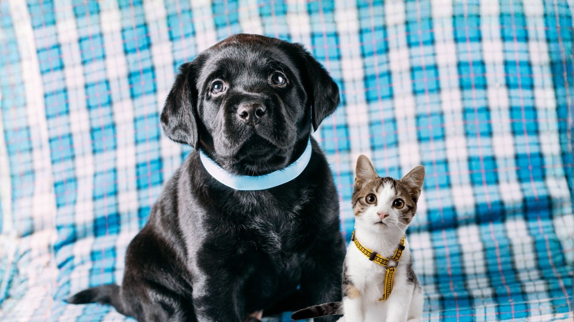 Black puppy and tabby kitten sitting together