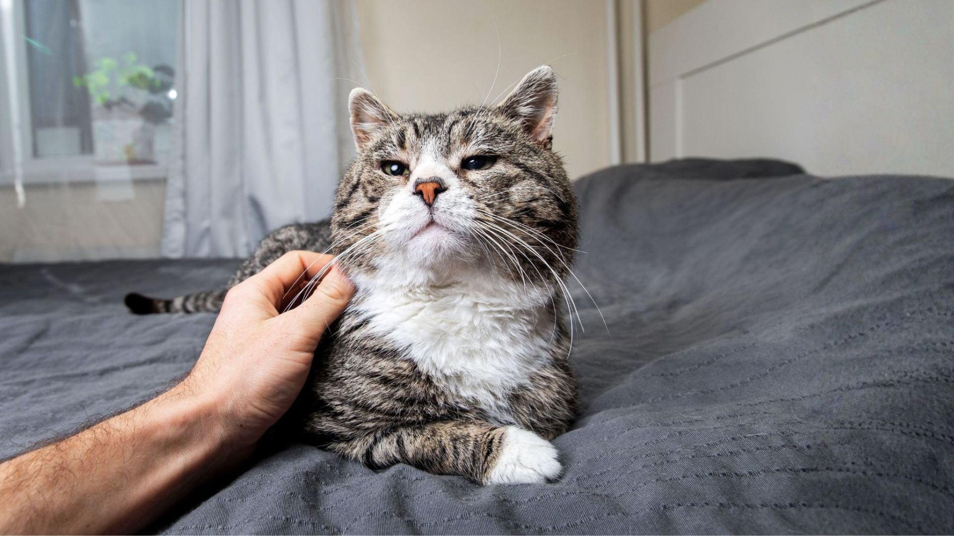A person petting a senior tabby cat