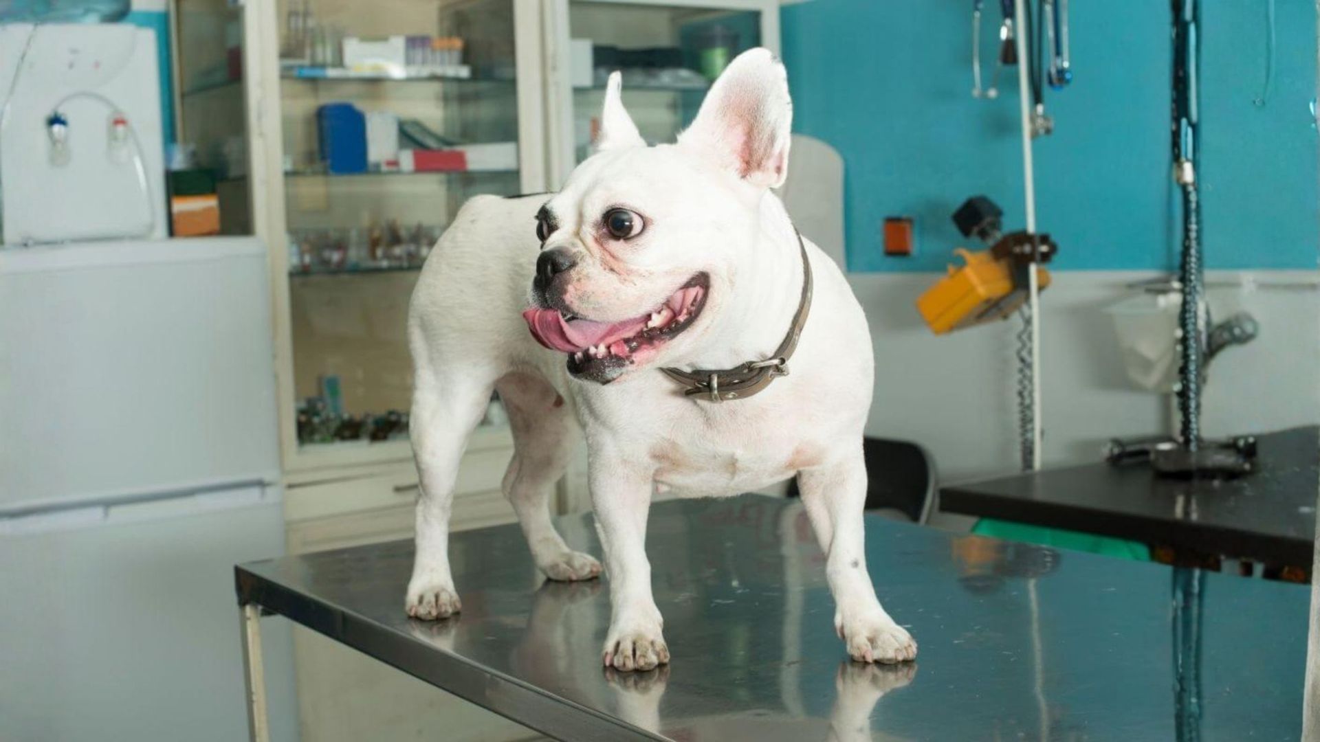 French Bulldog standing on a vet exam table