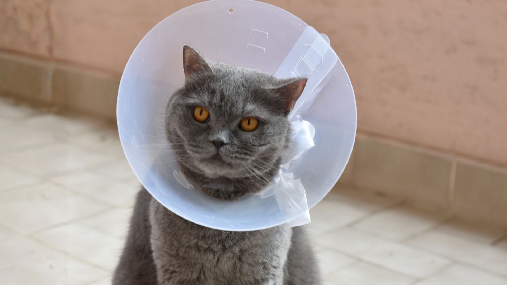 Gray cat wearing a plastic recovery cone
