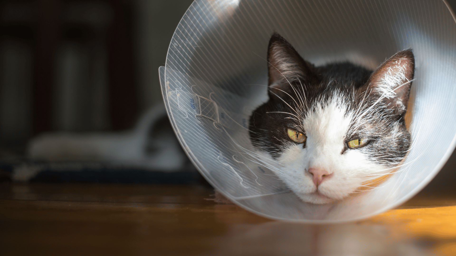 black and white tuxedo cat wearing a post surgery cone