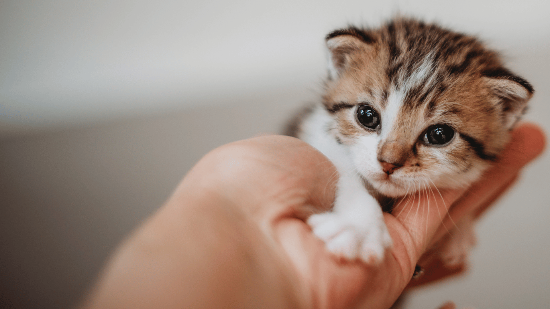 persons hand holding a young kitten