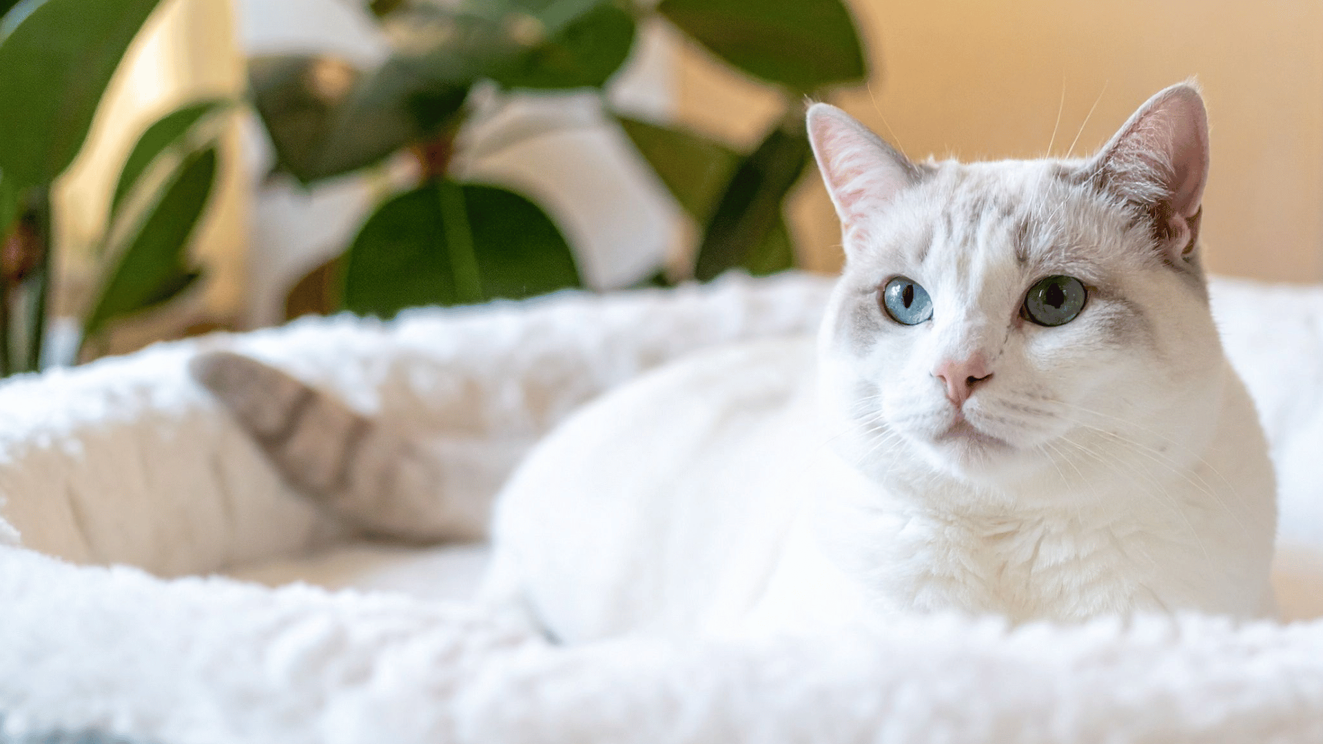 white and tan cat laying in a cat bed