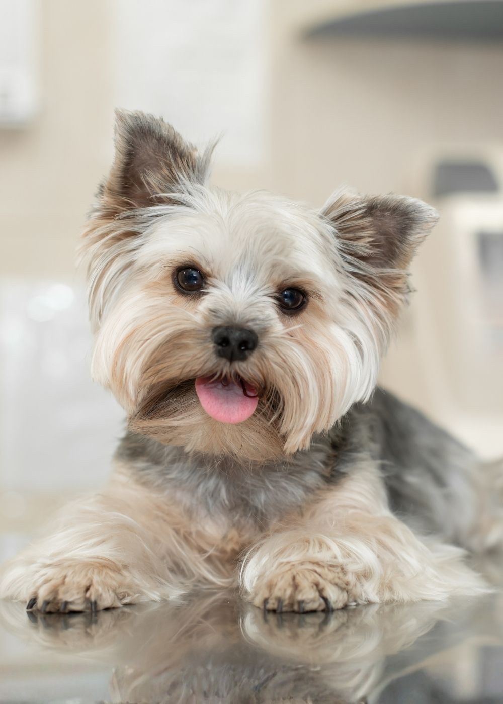 Cute small dog resting on exam table Cute small dog resting on exam table